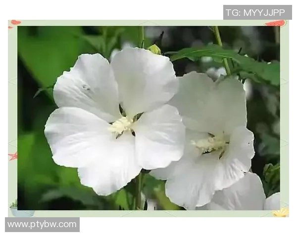 何思雨：在风雨中绽放的坚韧与勇气的故事