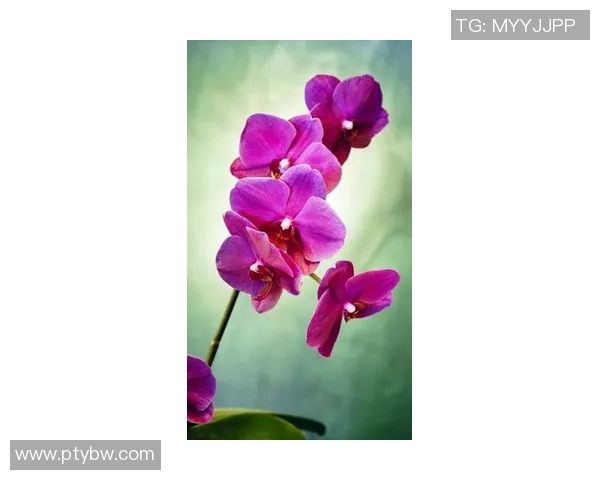 史鸿飞的传奇人生与奋斗历程揭示了时代变迁中的人性光辉与坚持信念的重要性